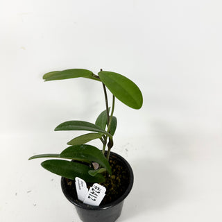 Hoya revolubilis [#2412]