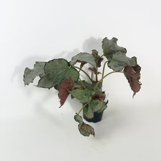 Begonia 'Madhatter' [#2129]