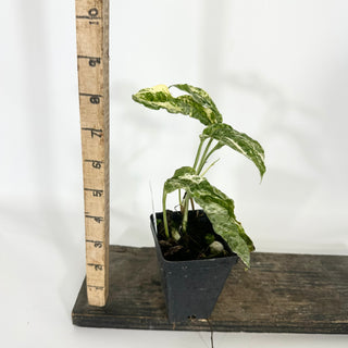 Z-4658 - Amydrium zippelianum variegata
