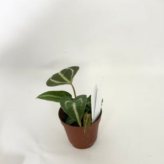 Anthurium 'Blue Velvet' x self - 3 Seedlings [#1654]