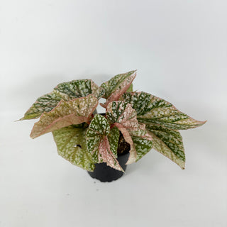 Begonia 'Snow Capped' (Variegated) [#2387]