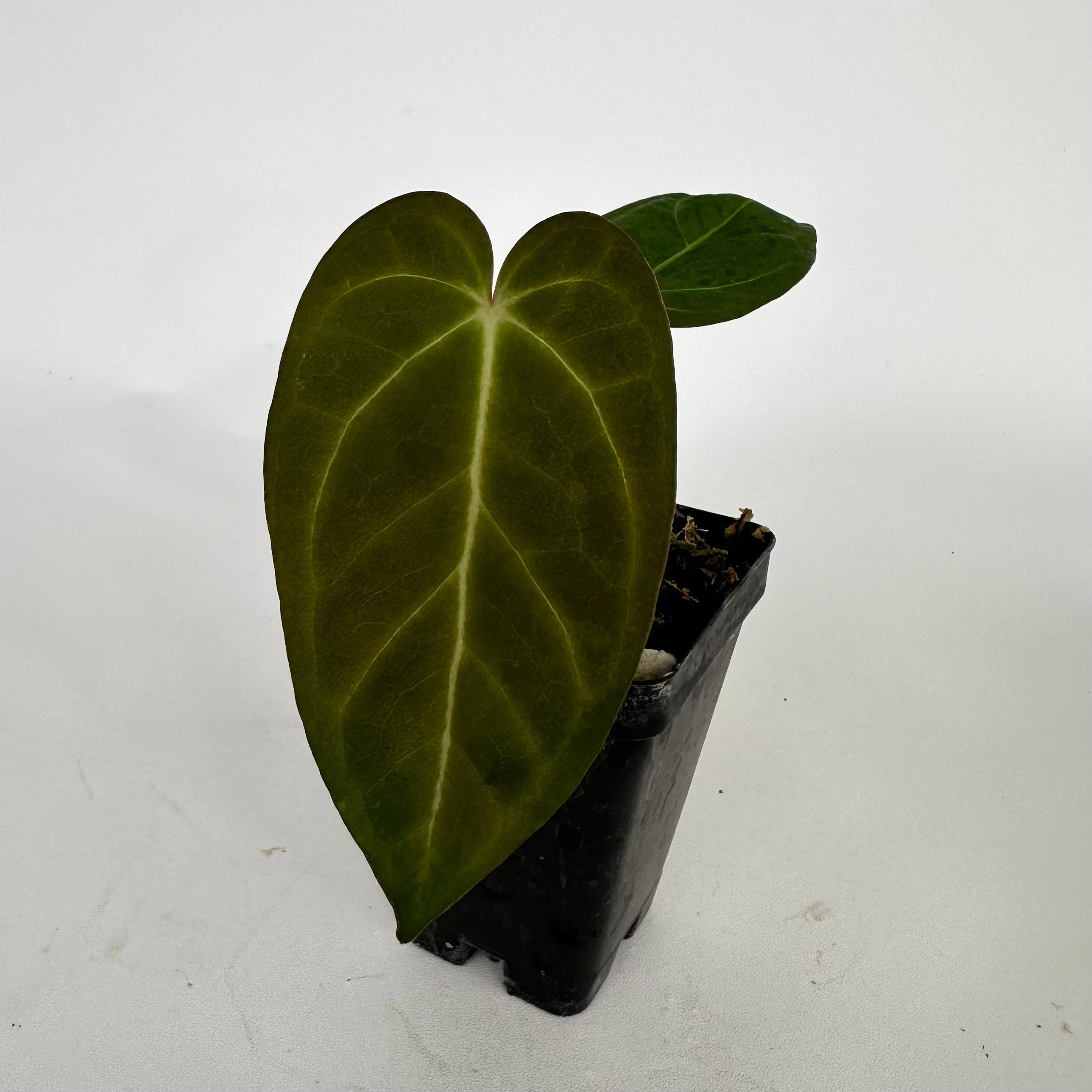 anthurium silver streak Anthurium 'Silver Blush' x 'Prince of Darkness' – Steve's Leaves