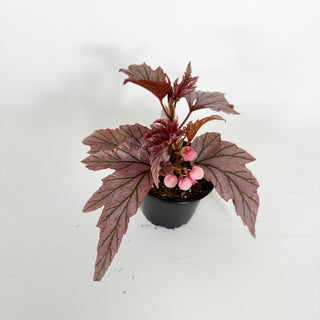 Begonia 'Lamoon' [#2313]