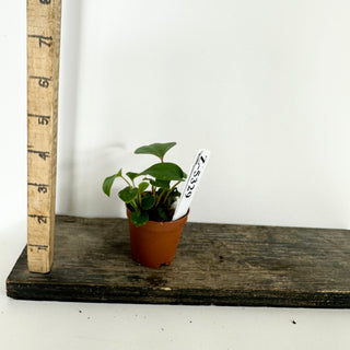 Z-5329 - Anthurium 'Prince of Darkness' x 'Amelia's Delight' - Seedling