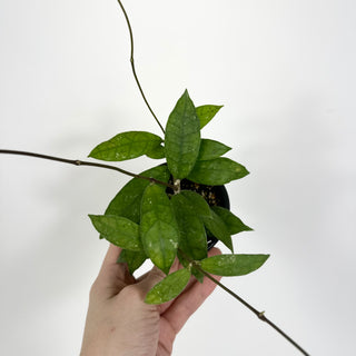 Hoya sp. Aceh Singkil AO 01 [#2203]