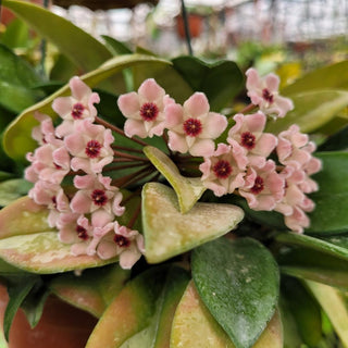 Hoya carnosa 'Silver Moon' (AH-074)