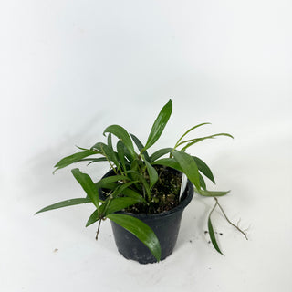 Hoya sp. Pola