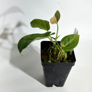 Anthurium 'Arnold Schwarzenegger' x self [#1992]