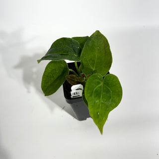 Anthurium 'Big Bertha' x 'Arnold Schwarzenegger' [#1797]