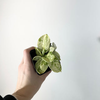 Z-5302 - Scindapsus pictus ‘Mangurai’ variegated