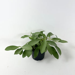 Hoya nummularioides (silver)