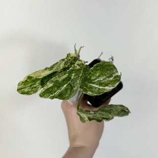 Z-4658 - Amydrium zippelianum variegata