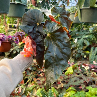 Begonia 'Steve's Leaves Cierge Magique'