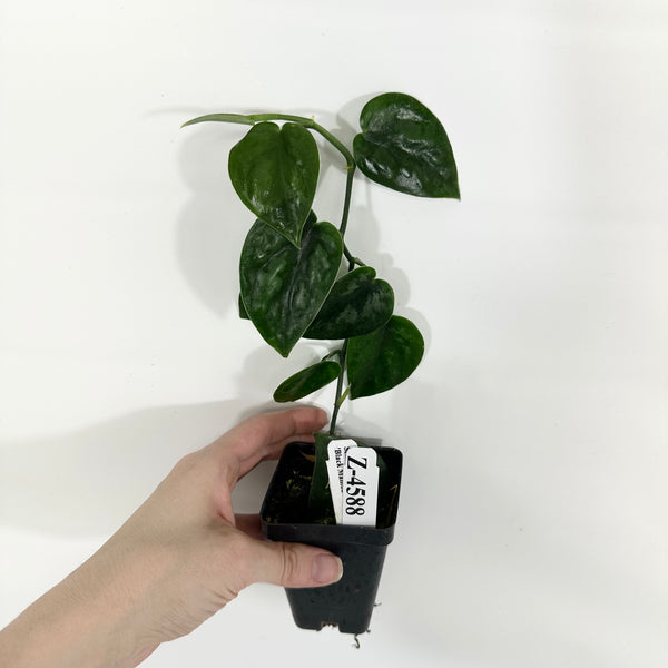 AAEAF97A-7295-4F30-9725-