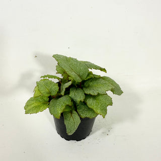 Begonia 'Pollux' [#2087]