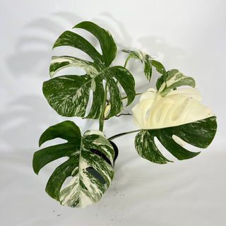 Monstera deliciosa var. borsigiana albo-variegata [#1449]