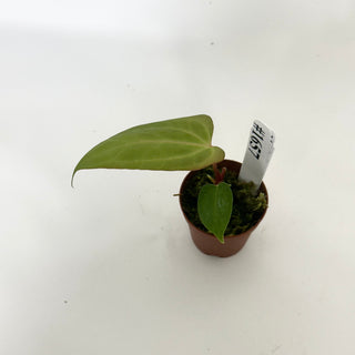 Anthurium 'Amelia's Delight' x 'Delta Force' - Seedling [#1657]