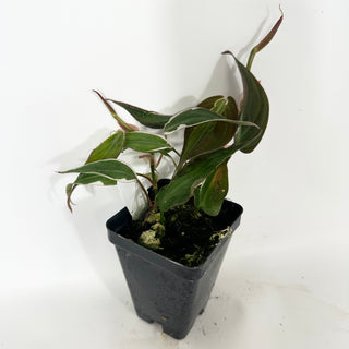 Z-4688 - Philodendron hederaceum ‘Micans Halo’