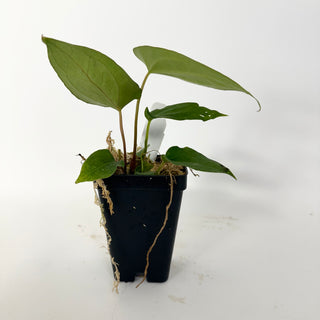 Z-5163 - Anthurium 'Not The Mama' x Fairchild crystallinum