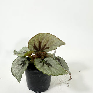 Begonia lanternaria [#2058]