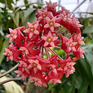 Hoya ilagiorum