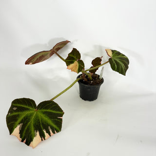 Begonia soli-mutata (variegated) [#1227]