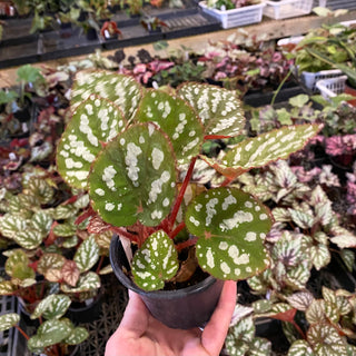 Begonia 'Betsy'