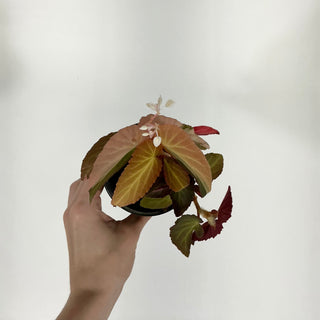 Begonia ‘Withlacoochee’ (Variegated) [#1607]