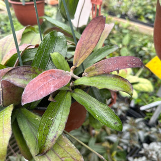 Hoya erythrina