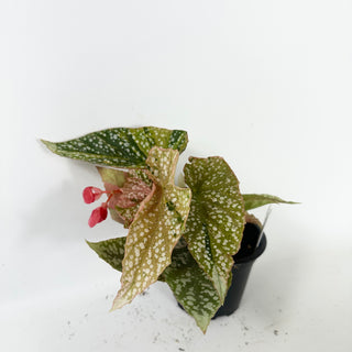 Begonia 'Snow Capped' (Variegated) [#2496]