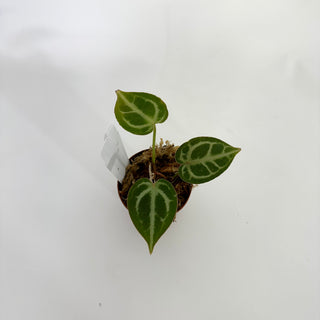 Anthurium 'Brielle'/'Michelle' x self - 2 Seedlings [#1175]