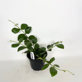 Hoya aeschynanthoides [#2298]