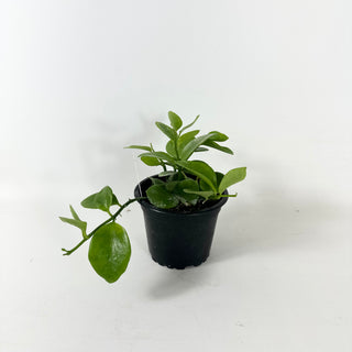 Hoya biakensis "Splash"