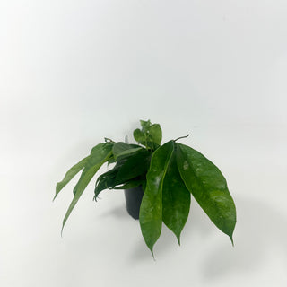 Hoya mappigera Borneo
