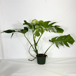 Monstera deliciosa var. borsigiana albo-variegata [#1488]