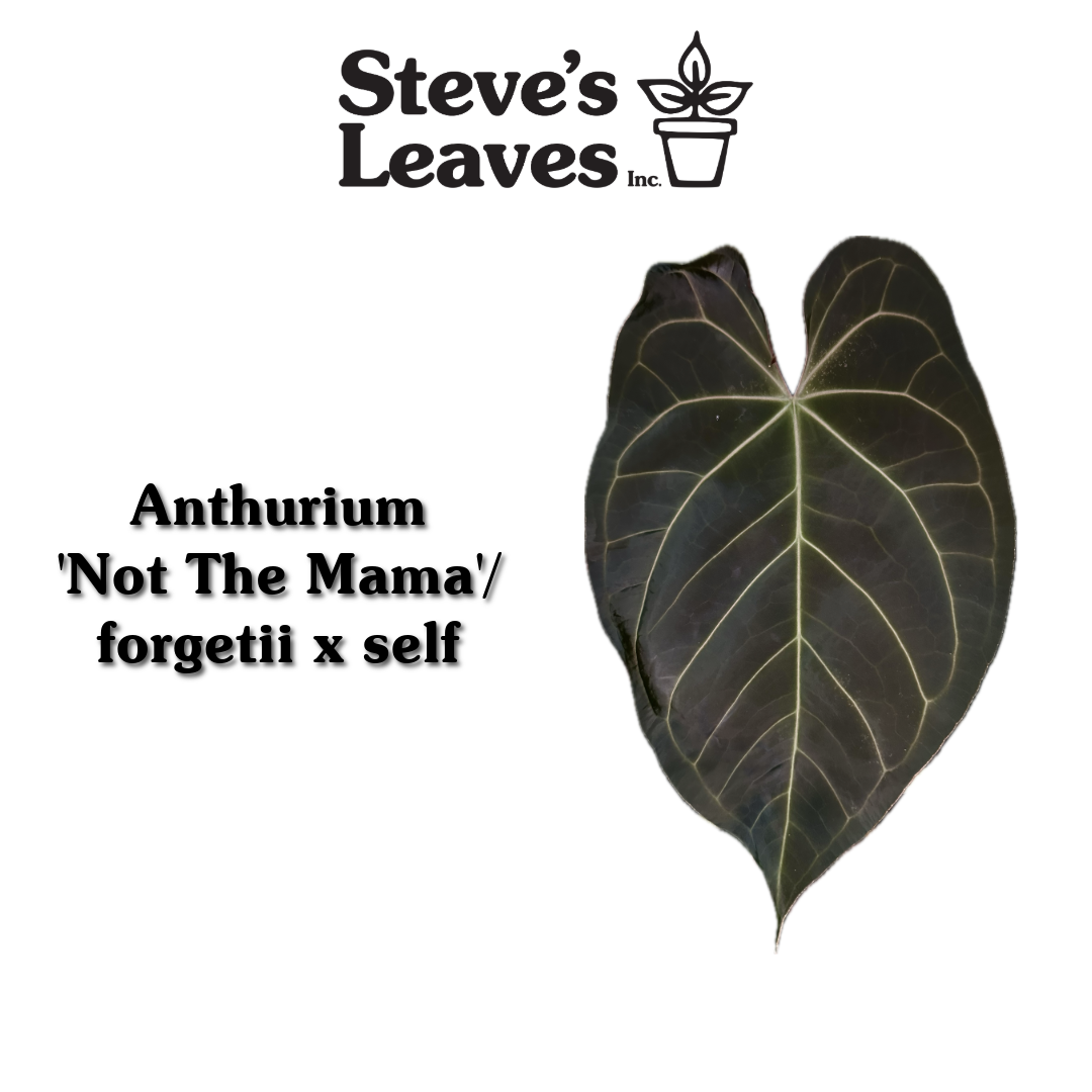 anthurium forgetii seeds Anthurium 'Not The Mama'/forgetii x self