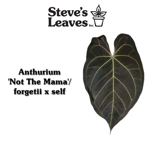 Anthurium 'Not The Mama'/forgetii x self - Seed Pack