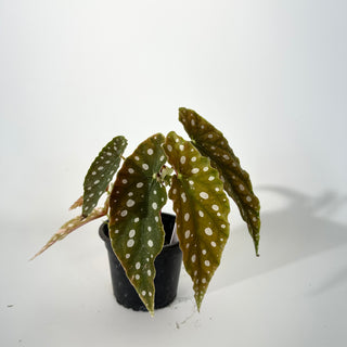 Begonia maculata (Variegated) [#2240]