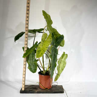Z-4926 - Philodendron 'Paraiso Verde' (Non-TC)