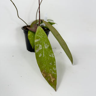 Hoya kaikoeana [#1696]