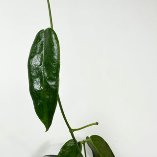Hoya macgillivrayi (Taiwan) [#1938]