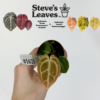 Anthurium 'Tezula Dreamweaver'/dorayaki x 'Arnold Schwarzenegger' - Seedling [#1621]