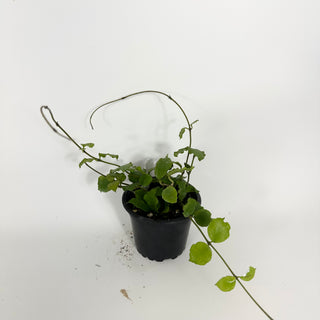 Hoya endauensis [#2197]