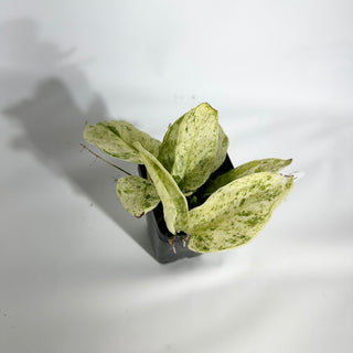 Z-4934 - Scindapsus pictus ‘Mangurai’ variegated