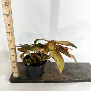 Begonia ‘Withlacoochee’ (Variegated) [#1734]