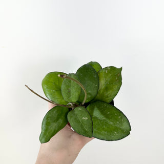 Hoya 'Priktai’ [#2353]