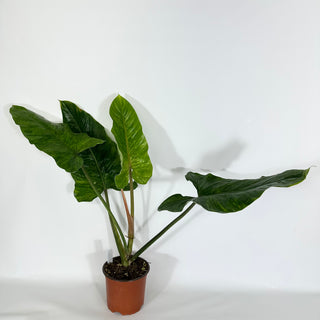 Philodendron subhastatum variegata (Non-TC) [#1207]