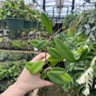 Hoya revolubilis