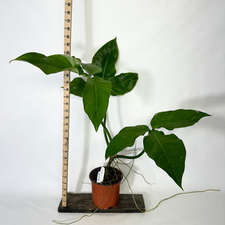 Philodendron barrosoanum (Non-TC) [#1374]