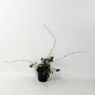 Hoya sp. GPS-7240 [#2410]